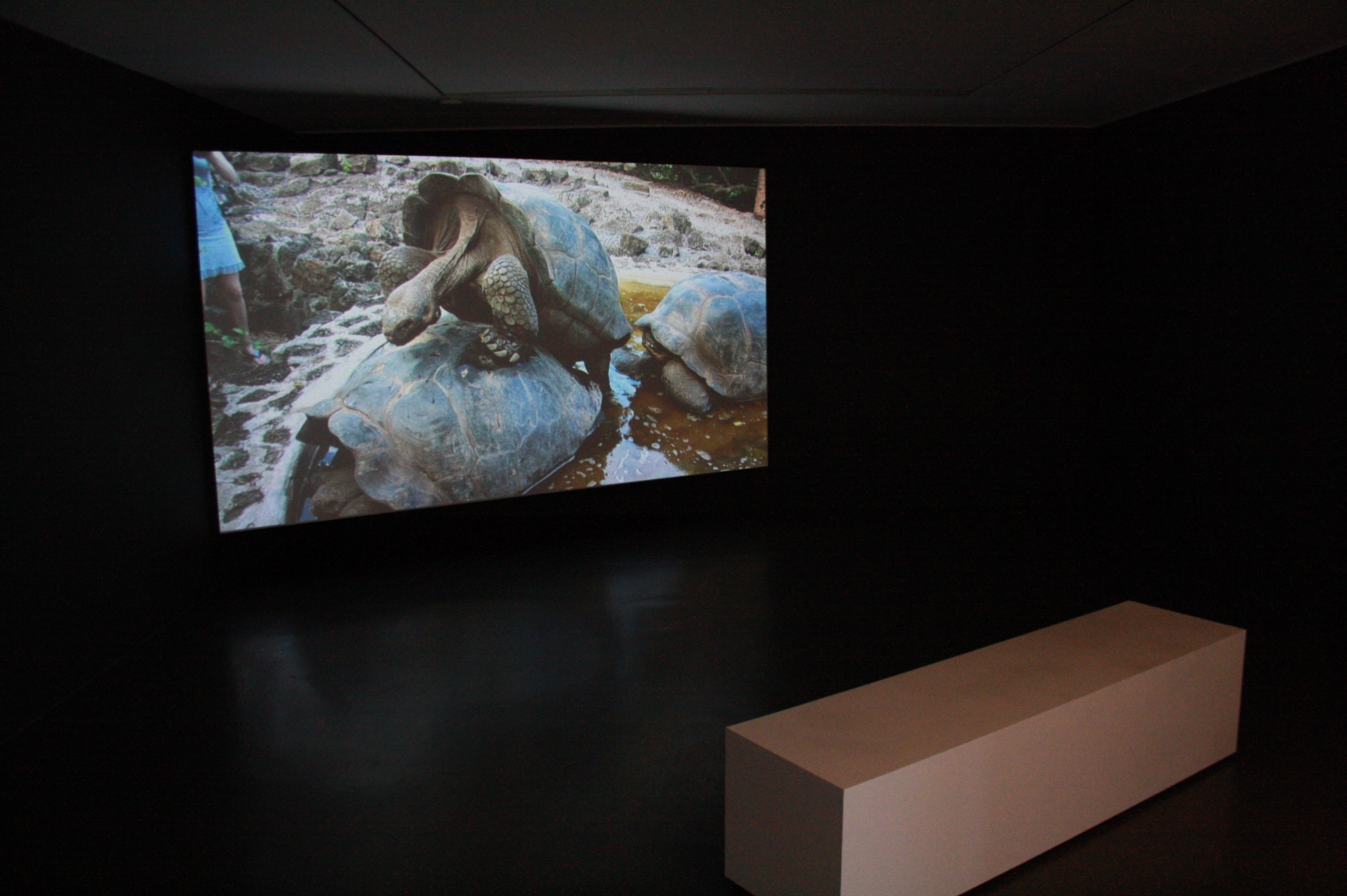 Marcus Coates Newlyn Art Gallery